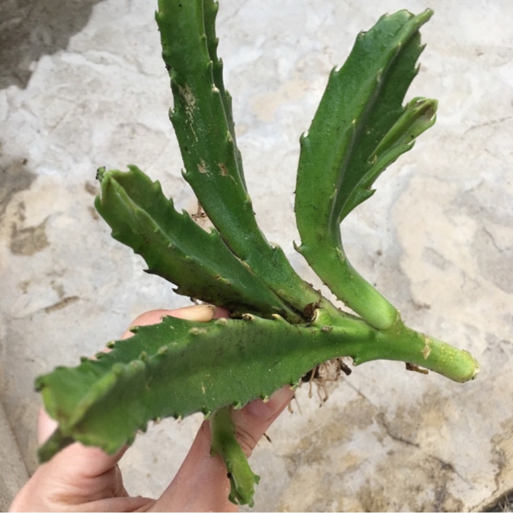 Star-Shaped Succulent - Stapelia Gigantea - Picture 11 of 11